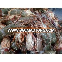 2017 new arrival frozen whole cooked lobster