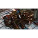 Frozen Pink Lobsters , Frozen White Lobsters , Frozen Raw Lobsters , Canadian Lobsters , Live Raw Canadian Lobsters